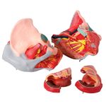 Pelve-Feminina-Classica-com-Musculos-e-Orgao-Genital-em-4-Partes-Center-Medical