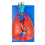 Sistema-Respiratorio-e-Cardiovascular-com-07-Partes-Center-Medical