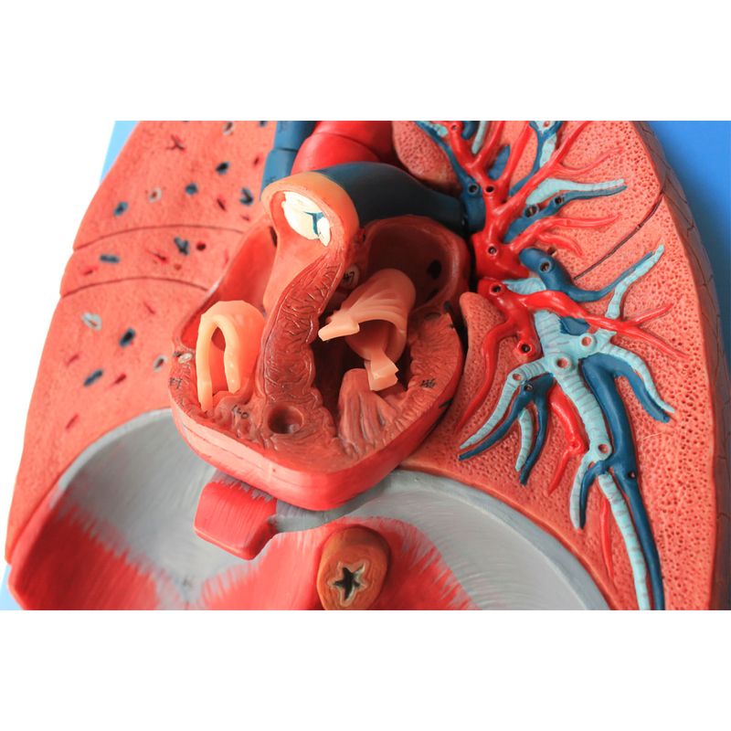 Sistema-Respiratorio-e-Cardiovascular-Luxo-em-7-Partes-Center-Medical