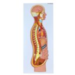 Sistema-Nervoso-Simpatico-em-Placa-Center-Medical