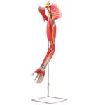 Musculos-do-Membro-Superior-com-Principais-Vasos-e-Nervos-em-6-Partes-Center-Medical