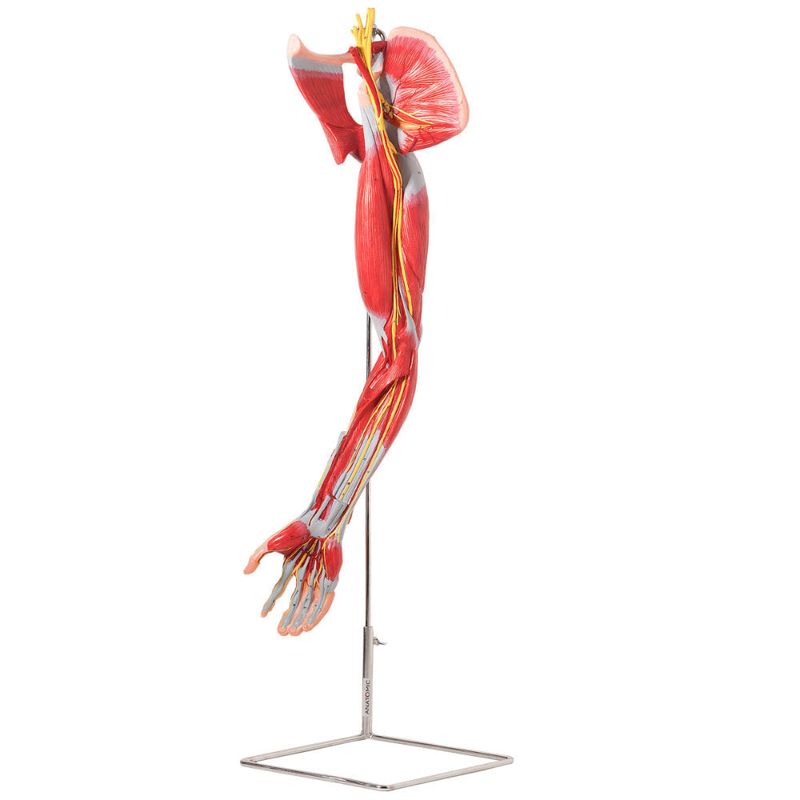 Musculos-do-Membro-Superior-com-Principais-Vasos-e-Nervos-em-6-Partes-Center-Medical