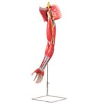 Musculos-do-Membro-Superior-com-Principais-Vasos-e-Nervos-em-6-Partes-Center-Medical