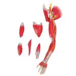 Musculos-do-Membro-Superior-com-Principais-Vasos-e-Nervos-em-6-Partes-Center-Medical