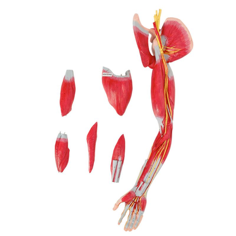 Musculos-do-Membro-Superior-com-Principais-Vasos-e-Nervos-em-6-Partes-Center-Medical