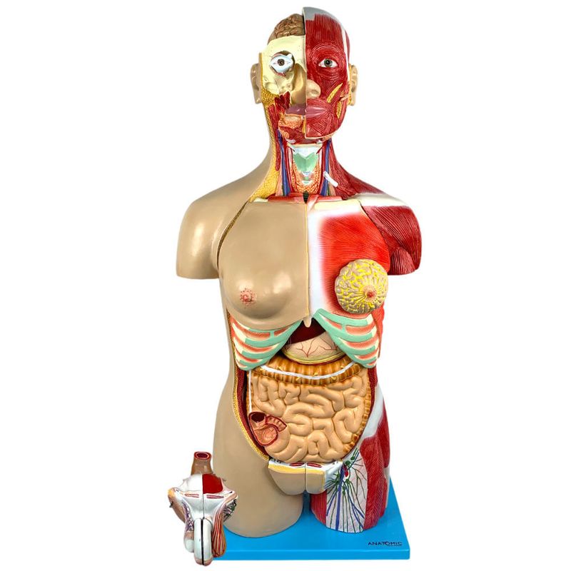 Torso-Muscular-Luxo-85cm-com-30-Partes-Center-Medical