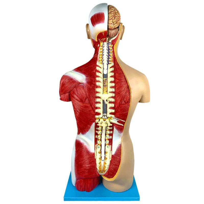 Torso-Muscular-Luxo-85cm-com-30-Partes-Center-Medical