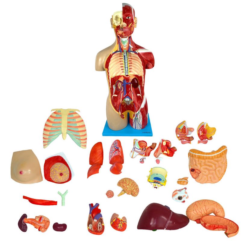 Torso-Muscular-Luxo-85cm-com-30-Partes-Center-Medical