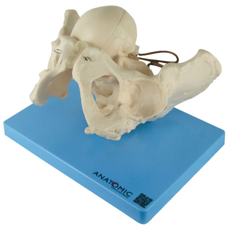 Demonstracao-da-Pelvis-no-Momento-do-Parto-Center-Medical