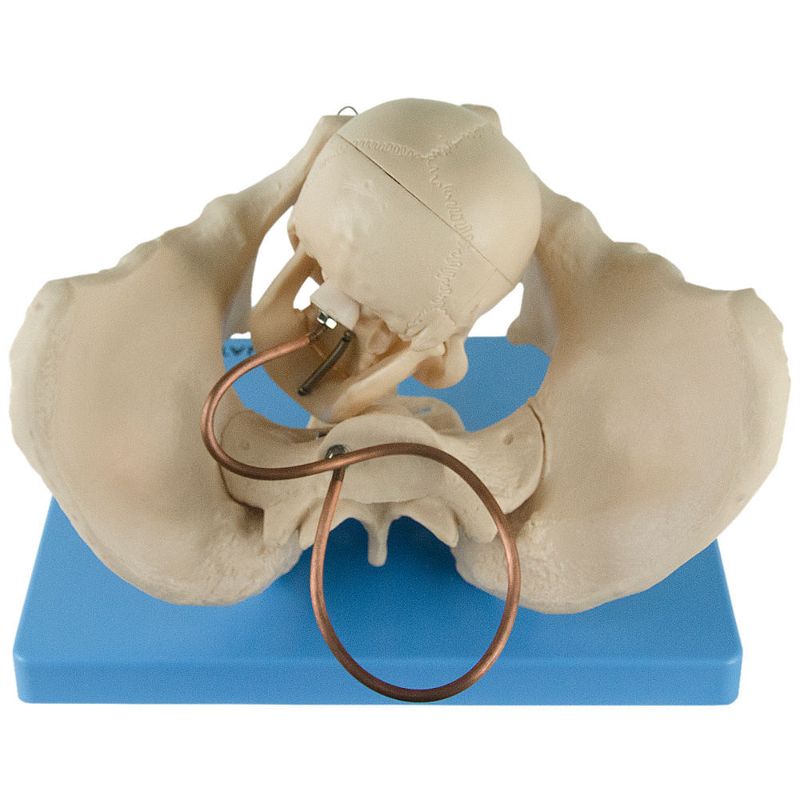 Demonstracao-da-Pelvis-no-Momento-do-Parto-Center-Medical