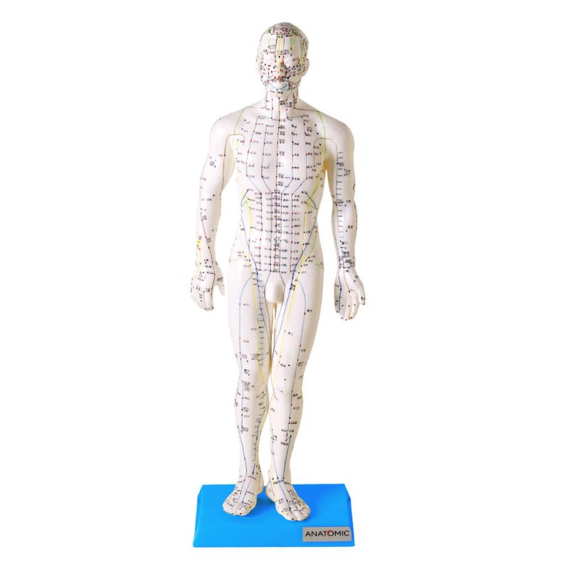 modelo-de-acupuntura-de-50-cm-masculino.centermedical.com.br