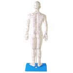 modelo-de-acupuntura-de-50-cm-masculino..centermedical.com.br