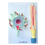 Neuronio-em-2-Partes-Center-Medical