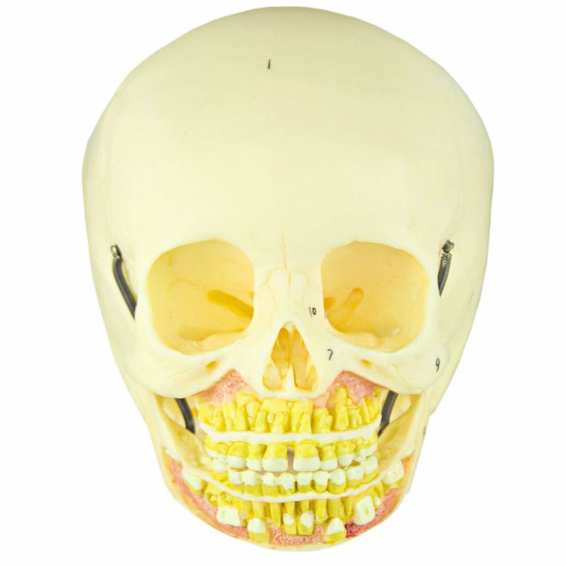 Cranio-Infantil-com-Mandibula-Aberta-Center-Medical