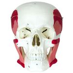 Cranio-com-Musculos-da-Mastigacao-Center-Medical
