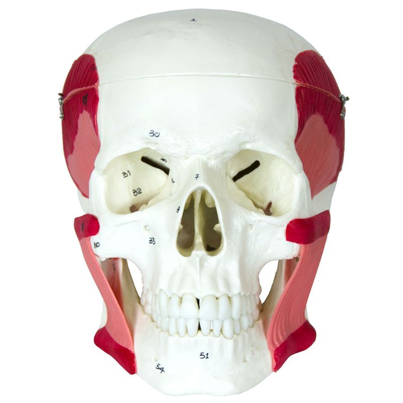 Cranio-com-Musculos-da-Mastigacao-Center-Medical