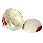 Cranio-com-Musculos-da-Mastigacao-Center-Medical