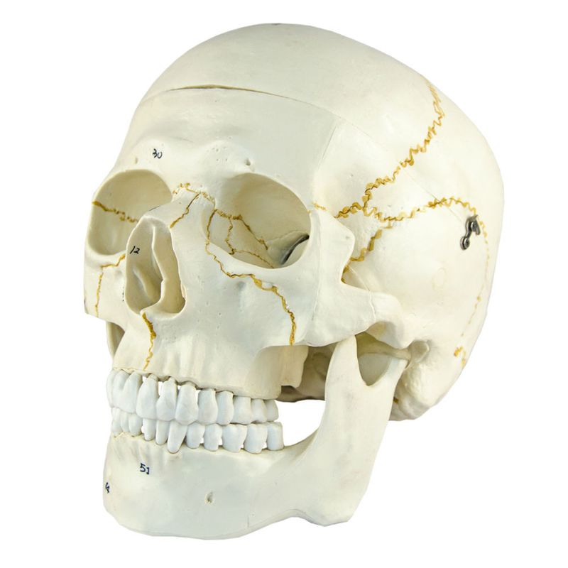 Cranio-Numerado-em-2-Partes-Center-Medical