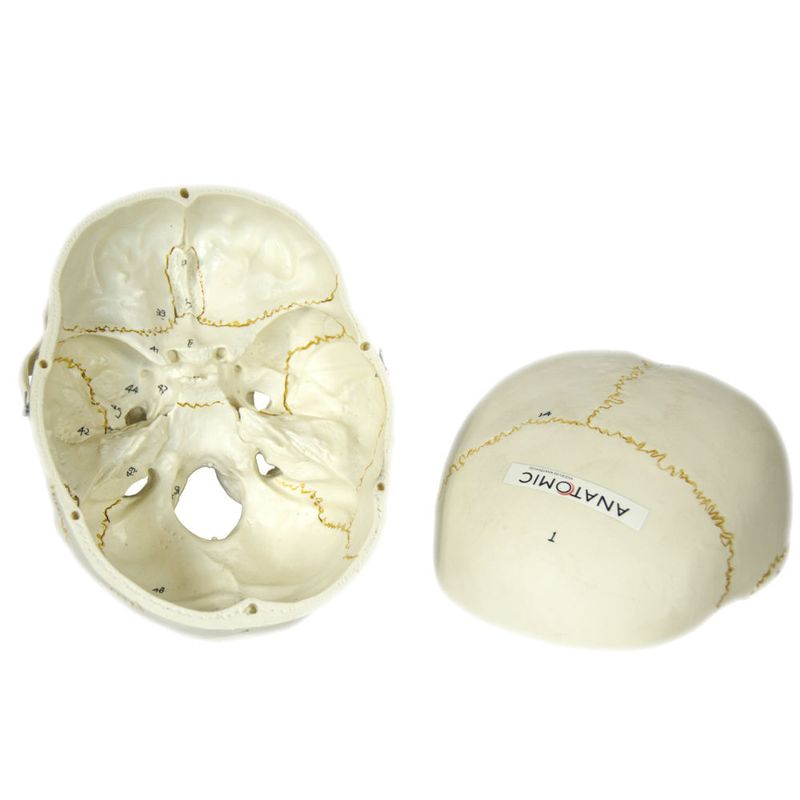 Cranio-Numerado-em-2-Partes-Center-Medical