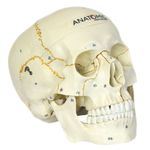 Cranio-Numerado-em-2-Partes-Center-Medical