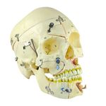 Cranio-com-Vasos-Sanguineos-e-Nervos-Numerado-em-10-Partes-Center-Medical