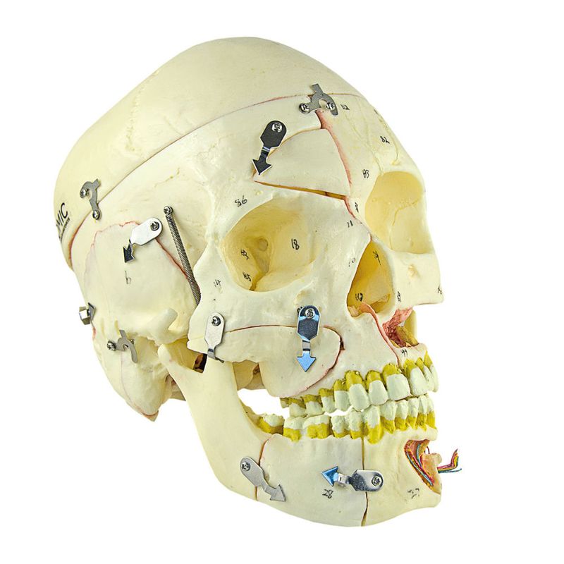 Cranio-com-Vasos-Sanguineos-e-Nervos-Numerado-em-10-Partes-Center-Medical
