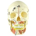 Cranio-com-Vasos-Sanguineos-e-Nervos-Numerado-em-10-Partes-Center-Medical