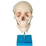 Cranio-com-Coluna-Cervical-Center-Medical