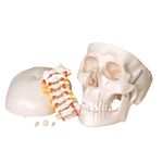 Cranio-com-Coluna-Cervical-Center-Medical