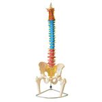 Coluna-Vertebral-Colorida-em-Tamanho-Natural-Center-Medical