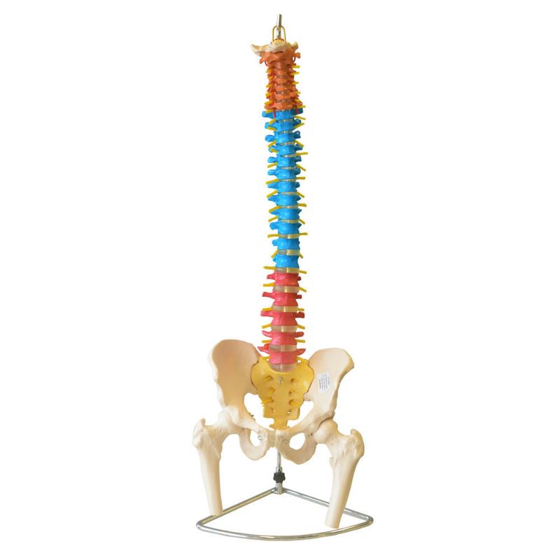 Coluna-Vertebral-Colorida-em-Tamanho-Natural-Center-Medical