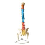 Coluna-Vertebral-Colorida-em-Tamanho-Natural-Center-Medical