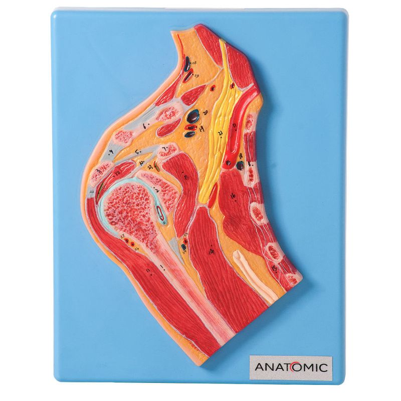 Seccao-Mediana-da-Articulacao-do-Ombro-Center-Medical