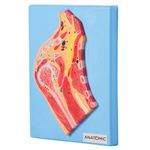 Seccao-Mediana-da-Articulacao-do-Ombro-Center-Medical