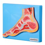 Seccao-Mediana-da-Articulacao-do-Pe-Center-Medical