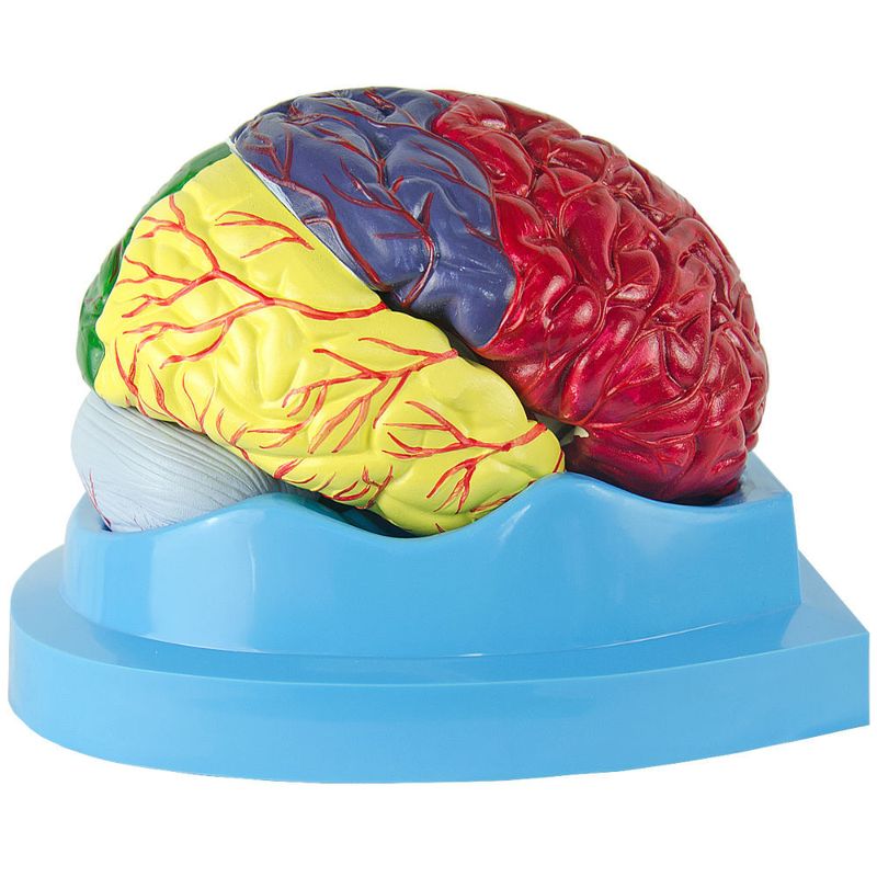 cerebro-com-regioes-neuro-funcionais-em-8-partes....centermedical.com.br