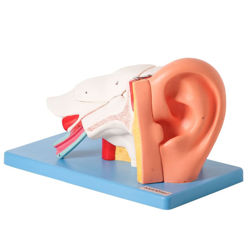 Ouvido-Ampliado-e-Numerado-em-6-Partes-Center-Medical