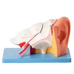 Ouvido-Ampliado-e-Numerado-em-6-Partes-Center-Medical