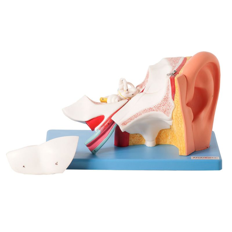 Ouvido-Ampliado-e-Numerado-em-6-Partes-Center-Medical