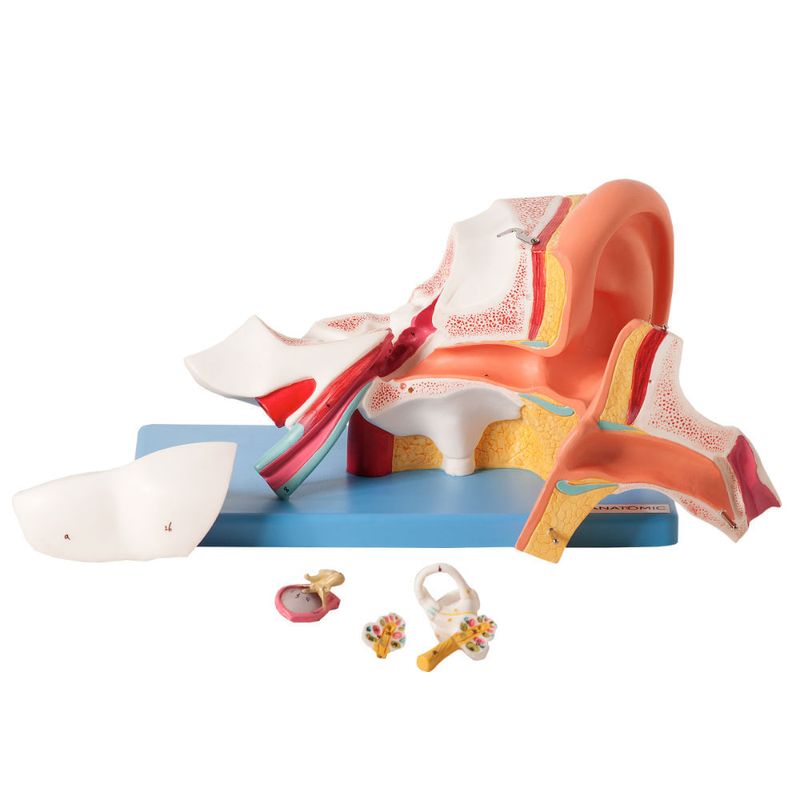 Ouvido-Ampliado-e-Numerado-em-6-Partes-Center-Medical