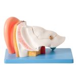 Ouvido-Ampliado-e-Numerado-em-6-Partes-Center-Medical