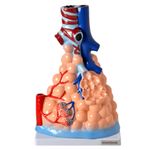 alveolos-pulmonares-ampliado.centermedical.com.br