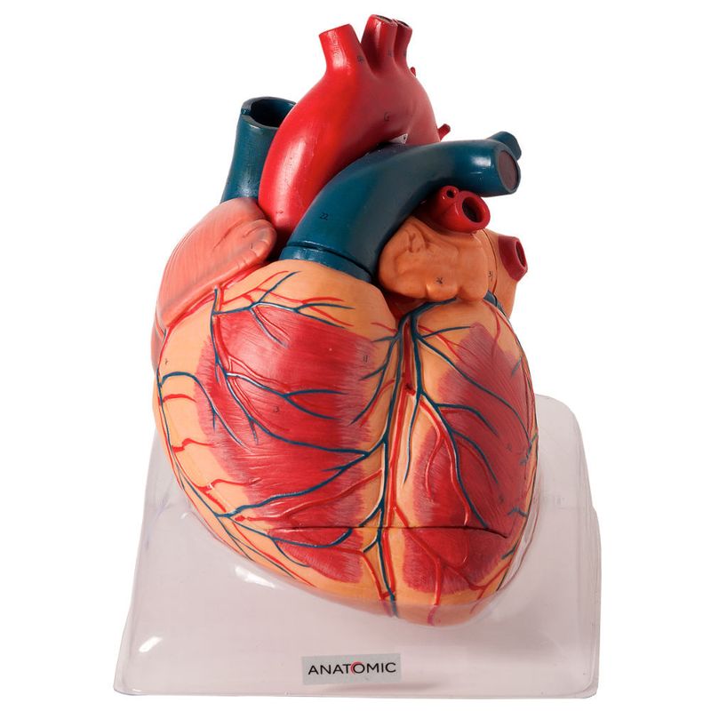 Coracao-Ampliado-Luxo-em-3-Partes-Center-Medical