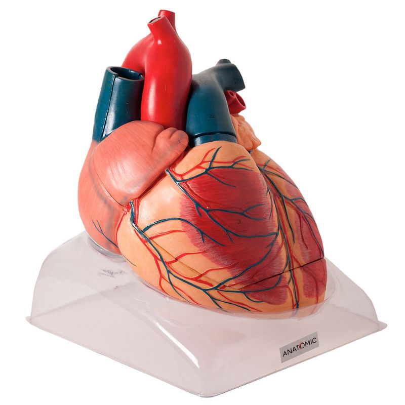 Coracao-Ampliado-Luxo-em-3-Partes-Center-Medical
