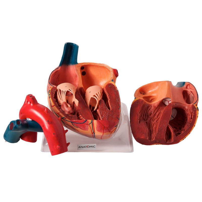 Coracao-Ampliado-Luxo-em-3-Partes-Center-Medical
