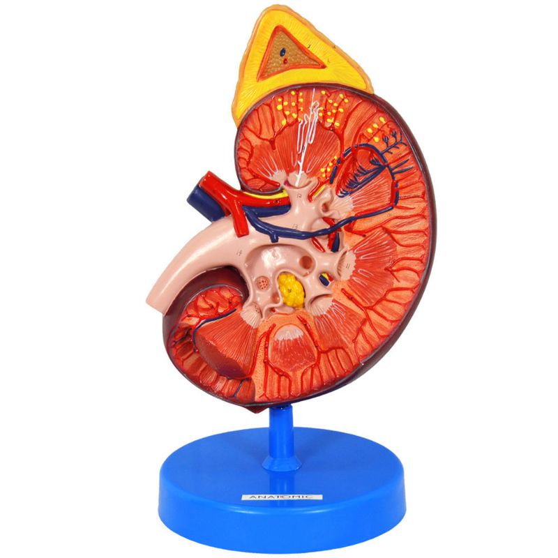 Rim-Ampliado-em-Corte-Sagital-Center-Medical