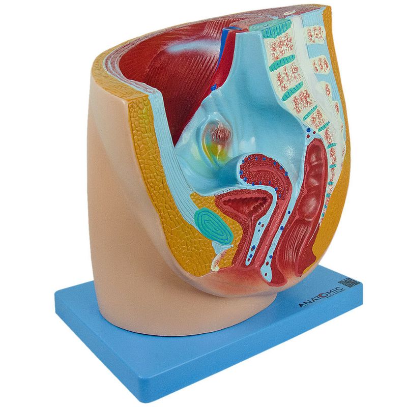 Pelve-Feminina-Center-Medical