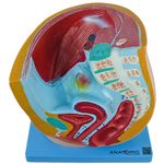 Pelve-Feminina-Center-Medical