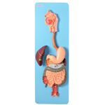Sistema-Digestorio-Luxo-em-3-partes-Center-Medical