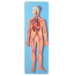 Sistema-Circulatorio-Luxo-Center-Medical